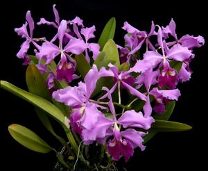 Cattleya warscewiczii