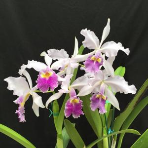 Cattleya warscewiczii