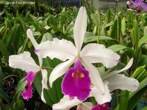 Cattleya warscewiczii