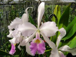 Cattleya warscewiczii