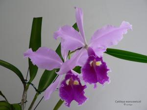 Cattleya warscewiczii