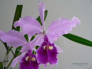 Cattleya warscewiczii