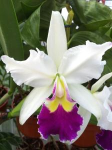 Cattleya gigas