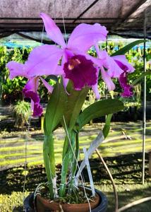 Cattleya warscewiczii