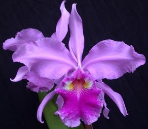 Cattleya warscewiczii