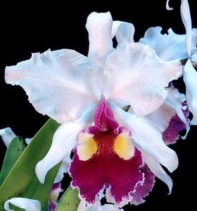 Cattleya warscewiczii