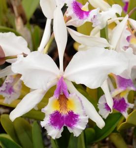 Cattleya warscewiczii