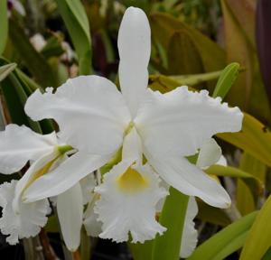 Cattleya warscewiczii