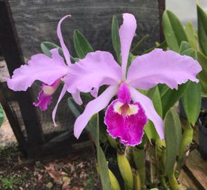 Cattleya warscewiczii