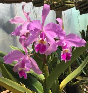 Cattleya warscewiczii