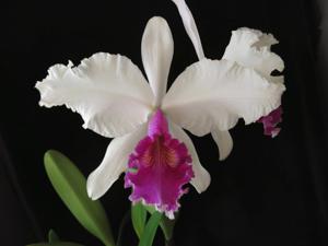 Cattleya warscewiczii