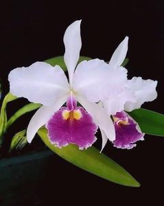 Cattleya warscewiczii