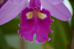 Cattleya warscewiczii