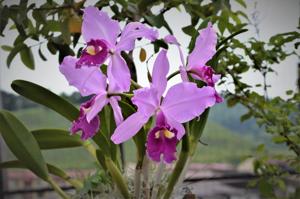 Cattleya warscewiczii