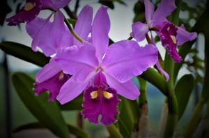 Cattleya warscewiczii