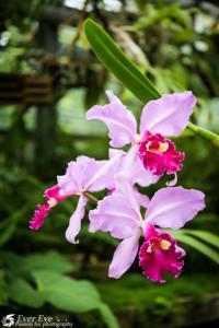 Cattleya warscewiczii