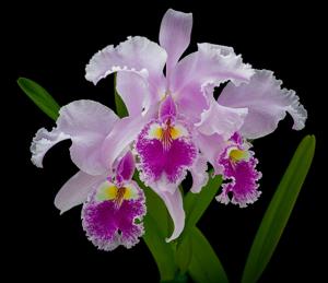 Cattleya warscewiczii var. sanderiana