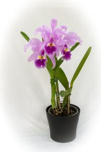 Cattleya warscewiczii var. sanderiana