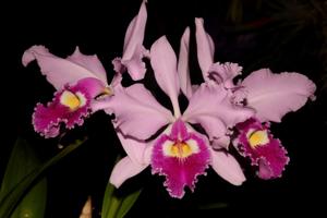 Cattleya warscewiczii