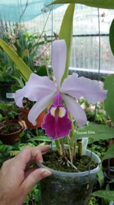 Cattleya warscewiczii