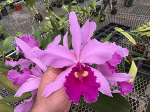 Cattleya warscewiczii