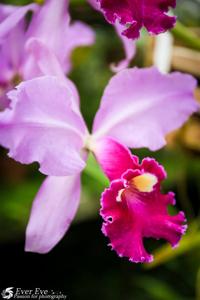 Cattleya warscewiczii