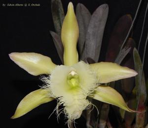 Rhyncholaelia digbyana