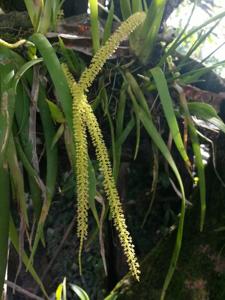 Hippeophyllum wenzelii