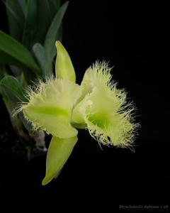 Rhyncholaelia digbyana