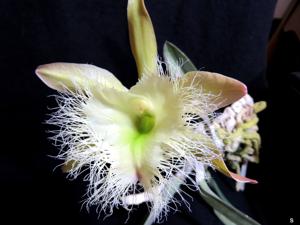 Rhyncholaelia digbyana