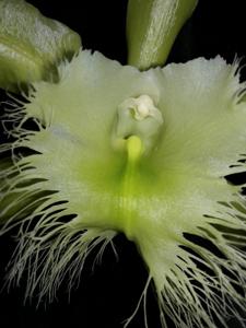 Rhyncholaelia digbyana