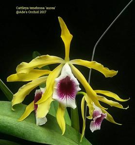 Cattleya tenebrosa