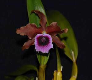 Cattleya tenebrosa