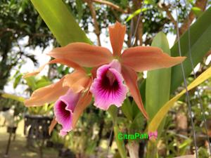 Cattleya tenebrosa