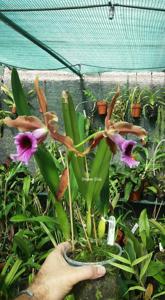 Cattleya tenebrosa