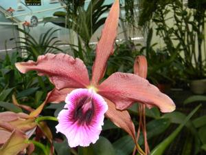 Cattleya tenebrosa