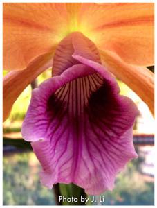 Cattleya tenebrosa