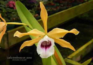 Cattleya tenebrosa