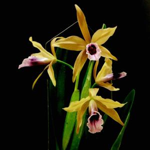 Cattleya tenebrosa