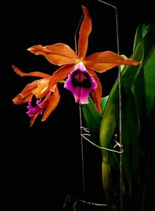 Cattleya tenebrosa