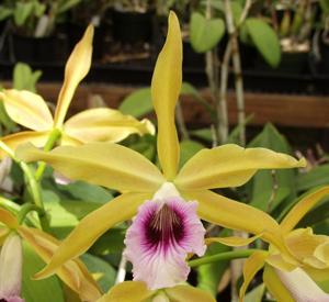 Cattleya tenebrosa