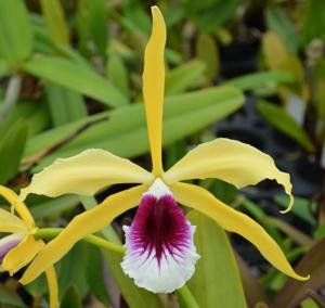 Cattleya tenebrosa