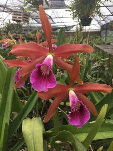 Cattleya tenebrosa