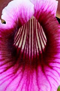 Cattleya tenebrosa