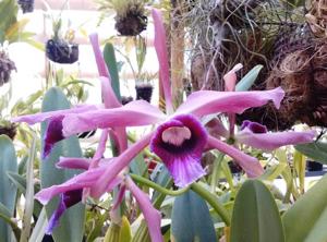 Cattleya tenebrosa