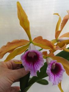 Cattleya tenebrosa