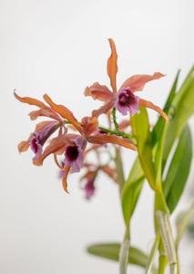 Cattleya tenebrosa