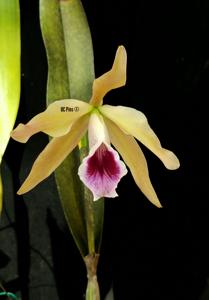 Cattleya tenebrosa