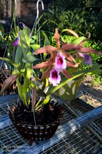 Cattleya tenebrosa