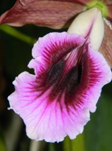 Cattleya tenebrosa